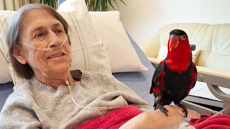 Weiblicher Hospizgast liegt im Bett und hat einen Papagei auf der Hand Weiblicher Hospizgast liegt im Bett und hat einen Papagei auf der Hand