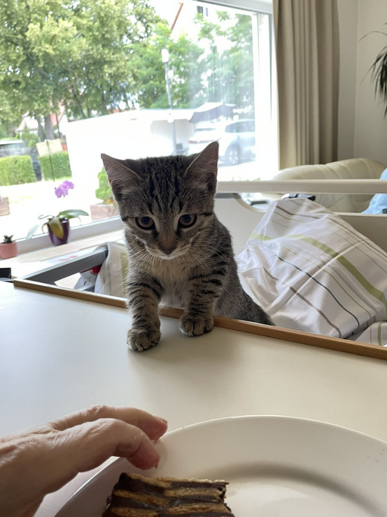 Junge getigerte Katze bei einem Tierbesuch im Diakonie Hospiz Woltersdorf Junge getigerte Katze bei einem Tierbesuch im Diakonie Hospiz Woltersdorf