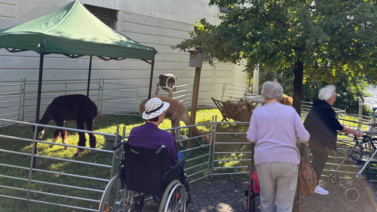 Seniorinnen und Senioren blicken auf das Gehege mit mehreren Tieren beim Besuch der "Rollenden Arche“ mit ihrem mobilen Streichelzoo bei der Senioreneinrichtung Immanuel Haus am Kalksee in Rüdersdorf