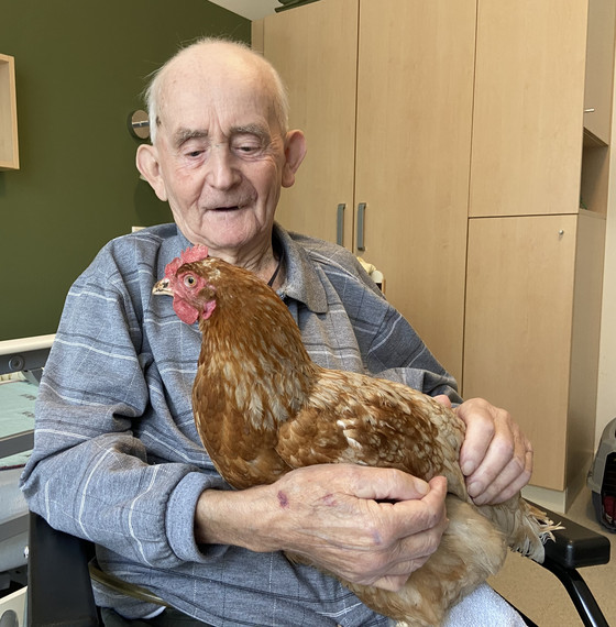 Ein braunes Huhn sitzt bei der tiergestützten Therapie einem Hospizgast auf dem Schoß im Diakonie Hospiz Woltersdorf