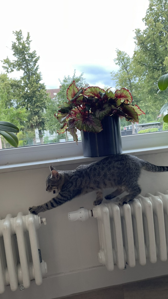 Junge getigerte Katze erkundet bei ihrem Besuch im Diakonie Hospiz Woltersdorf das Wohnzimmer Junge getigerte Katze erkundet bei ihrem Besuch im Diakonie Hospiz Woltersdorf das Wohnzimmer