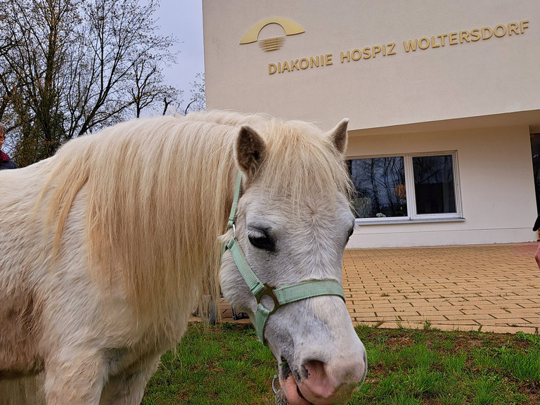 Pony zu Besuch im Diakonie Hospiz Woltersdorf
